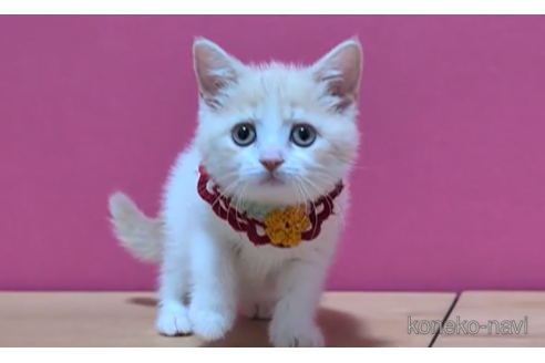 成約済の東京都のマンチカン-103712の2枚目